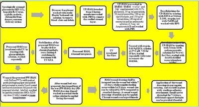 Bio-Fabrication of Human Amniotic Membrane Zinc Oxide Nanoparticles and the Wet/Dry HAM Dressing Membrane for Wound Healing